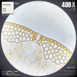 Estoma de gimnosperma